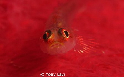 Goby on a soft coral
Canon S100 with Epoque diopter by Yoav Lavi 